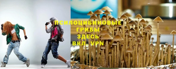 прущие грибы Гусев
